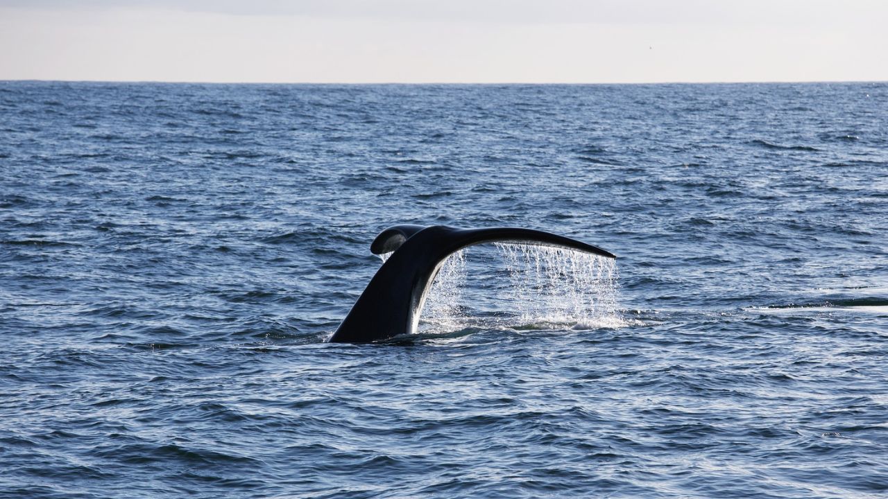 queue de la baleine en plongée