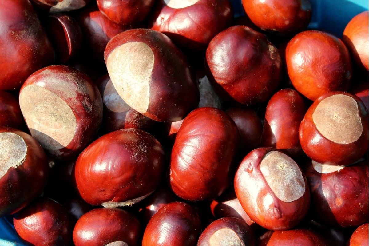 La fête des marrons à Cuneo présentation