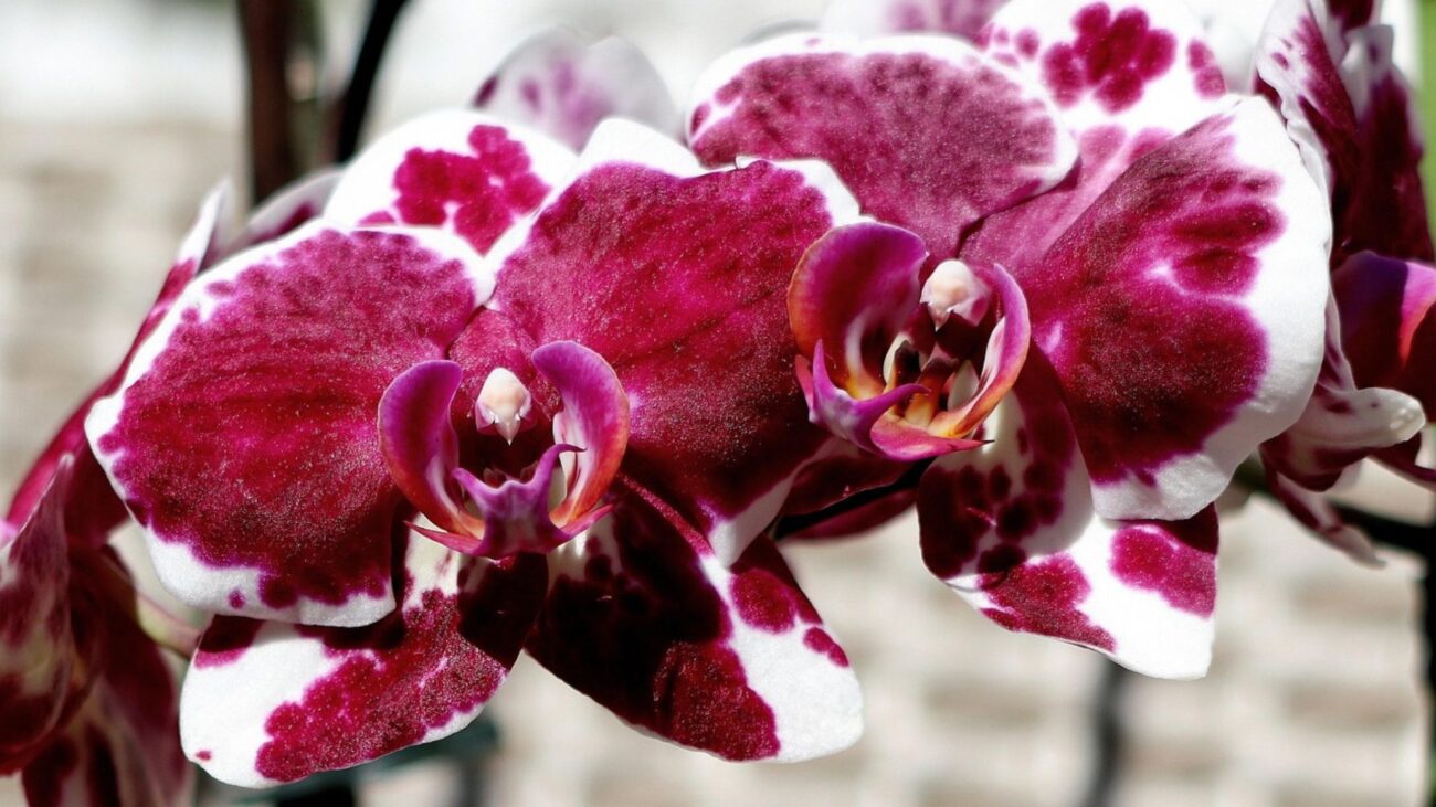 euroflora Gênes 2025 Italie orchidées