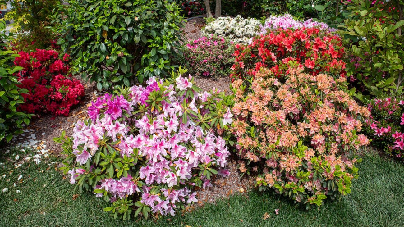 euroflora Gênes 2025 Italie rhododendron