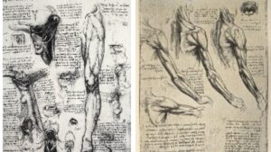 Leonard de Vinci le genie visionnaire bras et mains