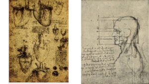 coeur et tête descripion précise