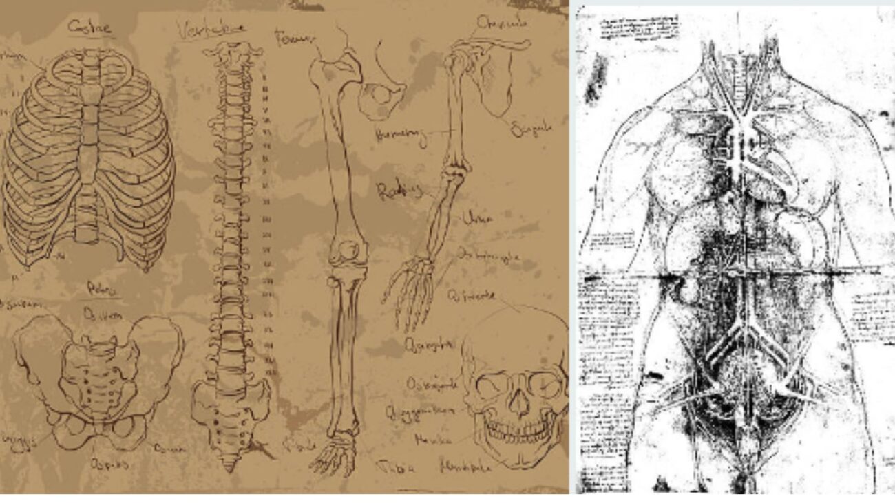 Les os et les muscles